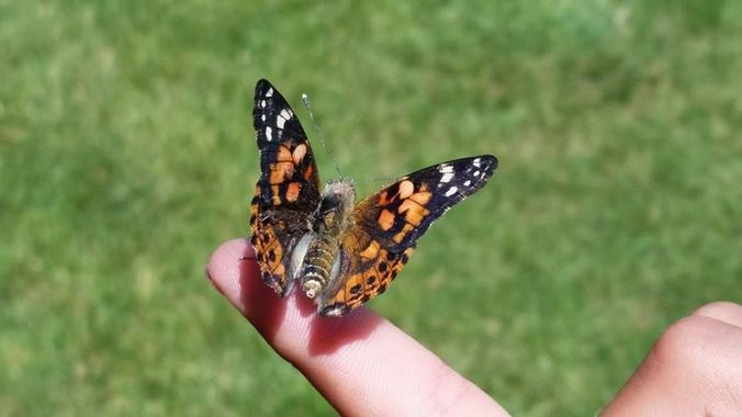 LEPITERRA Kit D’Élevage De Papillons – Chenilles De Chardon, E-Book Gratuit, Dès 3 Ans